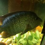 Texas Cichlide  30 cm, Dieren en Toebehoren, Vissen | Aquariumvissen