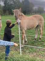 Fjord merrie, Dieren en Toebehoren, Merrie, Onbeleerd, Gechipt, 0 tot 2 jaar