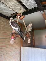 Dringend weg: Valkparkieten 2 samen, Dieren en Toebehoren, Vogels | Parkieten en Papegaaien, Meerdere dieren, Geringd