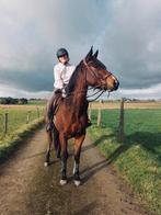 Halve stal aangeboden, Dieren en Toebehoren