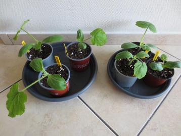 Courgette planten (4 verschillende soorten), Ophalen, Eenjarig, Groenteplanten