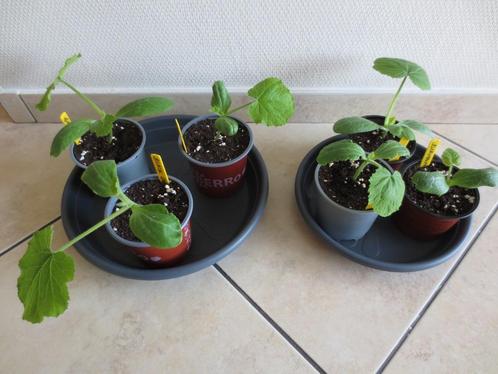 Courgette planten (4 verschillende soorten), Tuin en Terras, Planten | Tuinplanten, Eenjarig, Groenteplanten, Ophalen