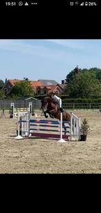 Brave 10-jarige allround ruin (Stakkato x Voltaire), Dieren en Toebehoren, Paarden, Springpaard, 175 cm of meer, Gechipt, Ruin