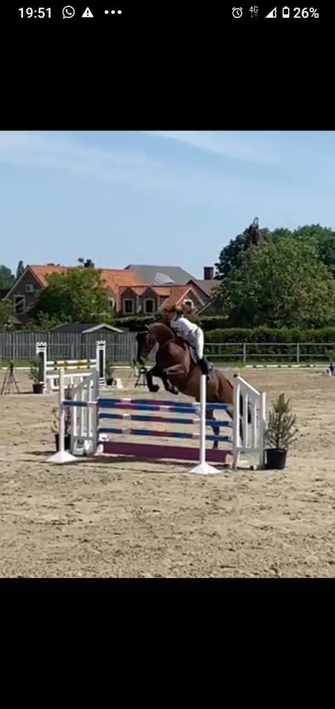 Brave 10-jarige allround ruin (Stakkato x Voltaire), Dieren en Toebehoren, Paarden, Ruin, L, 175 cm of meer, 7 tot 10 jaar, Springpaard