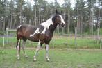 3jarige paint hengst, Dieren en Toebehoren, Minder dan 160 cm, Hengst, 3 tot 6 jaar, Westernpaard
