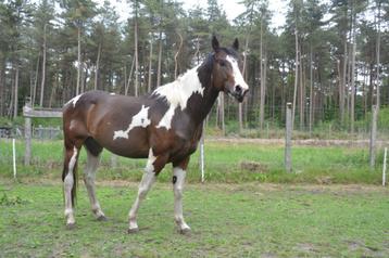 3jarige paint hengst  beschikbaar voor biedingen