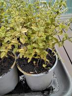 munt plant winterhard keukenkruid, Tuin en Terras, Planten | Tuinplanten, Ophalen