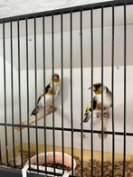 Putters XXL, Dieren en Toebehoren
