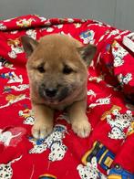 Shiba inu, Dieren en Toebehoren, België, 8 tot 15 weken, Poolhond, CDV (hondenziekte)