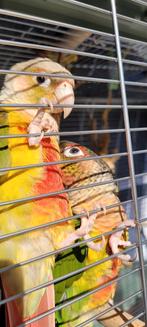 Nestje handtamme pyrrhura hyppoxantha en pineapple, Dieren en Toebehoren