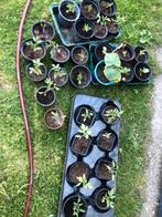 29 Plantjes serre/ moestuin, Enlèvement