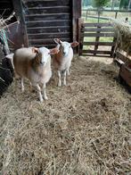 2 ooilammeren te koop