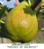 VIJGENPLANTEN "PRECOCE DE DALMATIE" Één van de beste rassen, Tuin en Terras, Planten | Tuinplanten, Volle zon, Vaste plant, Ophalen of Verzenden