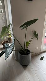 Alocasia Zebrina, Huis en Inrichting, Ophalen