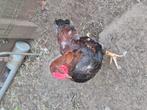 Araucana mix haan, Dieren en Toebehoren, Mannelijk, Kip