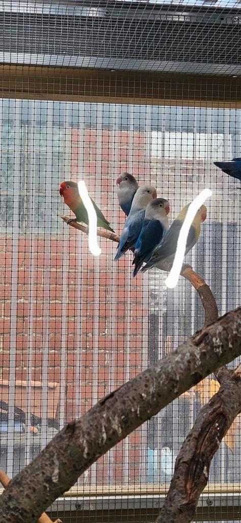 Inséparables Fischer, Dieren en Toebehoren, Vogels | Hokken en Kooien, Nieuw, Overige typen, Overige materialen, Ophalen