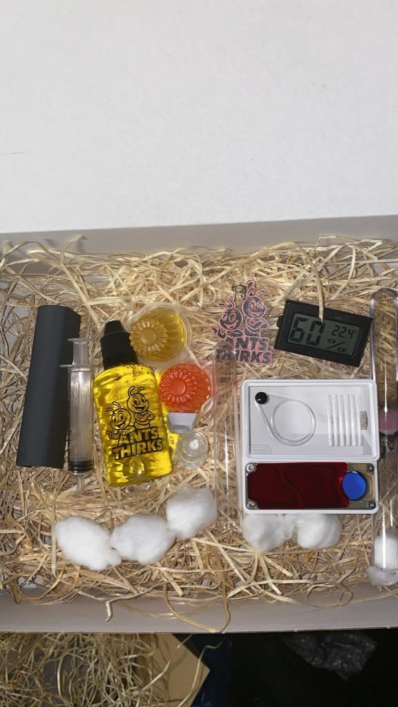 Lasius Niger starterset mieren met nest in cadeauverpakking, Dieren en Toebehoren, Insecten en Spinnen, Mieren