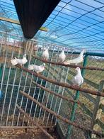 Te koop: 6 jonge pauwstaarten van najaar 2025, Sexe inconnu, Autres espèces