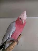 Rose kaketoe poppen, Dieren en Toebehoren, Geringd