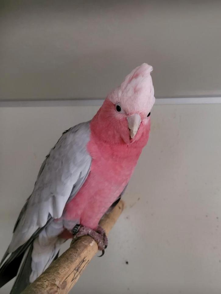 Rose kaketoe poppen, Dieren en Toebehoren, Vogels | Parkieten en Papegaaien, Geringd