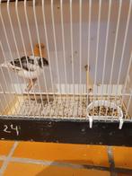 Kanarie vann van 2024 man en poppen foto 1 tot 4 pooppen, Dieren en Toebehoren, Vogels | Kanaries, Geslacht onbekend, Kleurkanarie