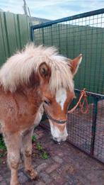 Groot haflinger hengstveulen, Dieren en Toebehoren, Paarden, Hengst