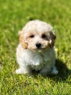 Maltipoo pups met liefde gefokt bij ons=100% Belgisch!!, België, CDV (hondenziekte), 8 tot 15 weken, Meerdere