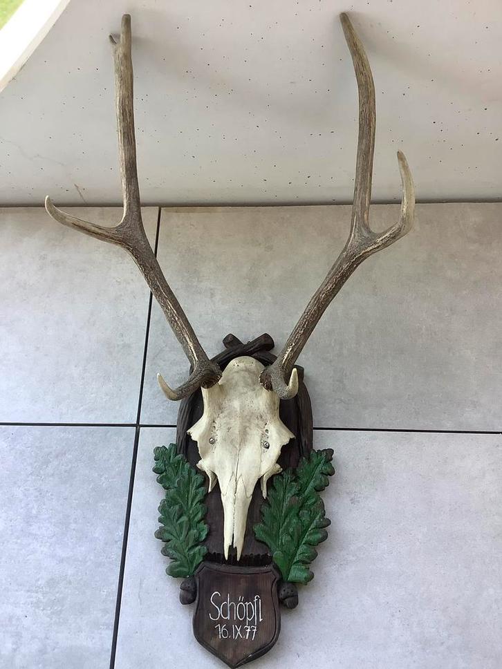 Gewei van een hert op houten schild, Verzamelen, Dierenverzamelingen, Gebruikt, Hert, Ophalen