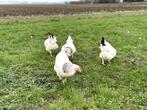 Sussex baby kuikens hennetjes, gesekst en ingeënt, Dieren en Toebehoren, Vrouwelijk, Kip
