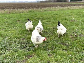 Sussex baby kuikens hennetjes, gesekst en ingeënt beschikbaar voor biedingen