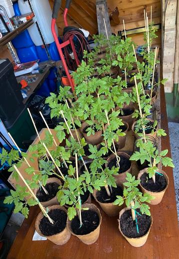Plants de tomate cerise grappe Bio dans terreau Bio.  beschikbaar voor biedingen