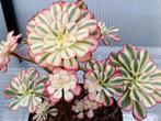 Aeonium Chanel variegated, Ophalen of Verzenden
