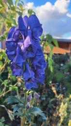 Monnikskap, lees beschrijving, Volle zon, Vaste plant, Zomer, Ophalen
