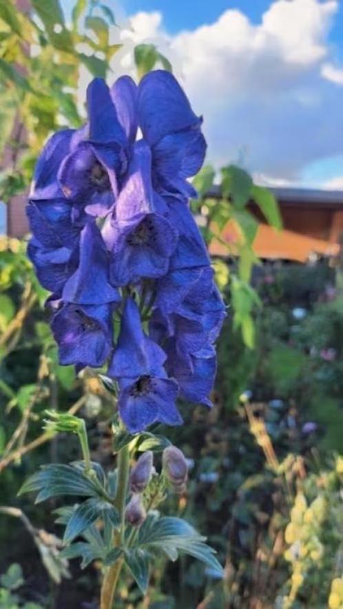 Monnikskap, lees beschrijving, Tuin en Terras, Planten | Tuinplanten, Vaste plant, Overige soorten, Volle zon, Zomer, Ophalen