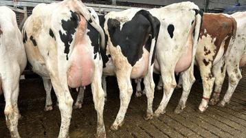 MELKVEE, Dieren en Toebehoren, Runderen, Vrouwelijk, 0 tot 2 jaar
