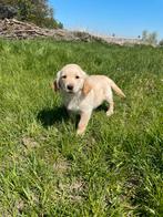 Mooie golden retriever pups met stamboom!, Dieren en Toebehoren, Honden | Retrievers, Spaniëls en Waterhonden, Golden retriever