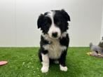 Border Collie pups