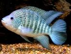 Beani cichliden, Vis, Zoetwatervis