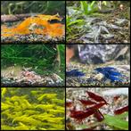 Crevettes Neo caridina, Animaux & Accessoires, Poissons | Poissons d'aquarium, Homard, Crabe ou Crevette, Poisson d'eau douce