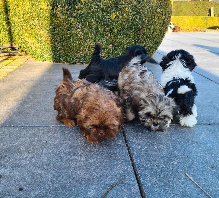 shih tzu pups, Dieren en Toebehoren, Honden | Chihuahua's en Gezelschapshonden, Meerdere dieren, Overige rassen, Fokker | Professioneel