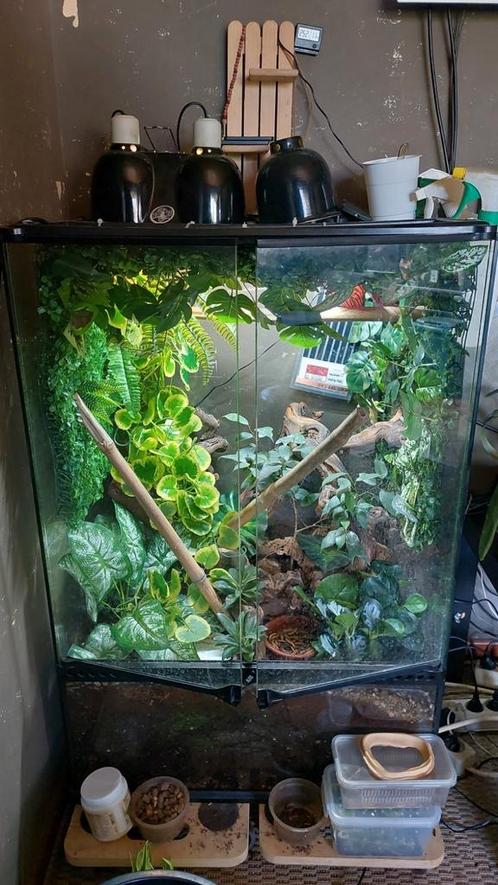 exo terra terrarium, Dieren en Toebehoren, Reptielen en Amfibieën | Toebehoren, Ophalen