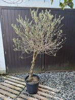 Olijfboom in pot 175cm, Ophalen, In pot, Olijfboom