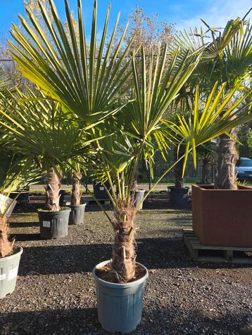 Palmboom Trachycarpus Fortunei - Winterhard  beschikbaar voor biedingen