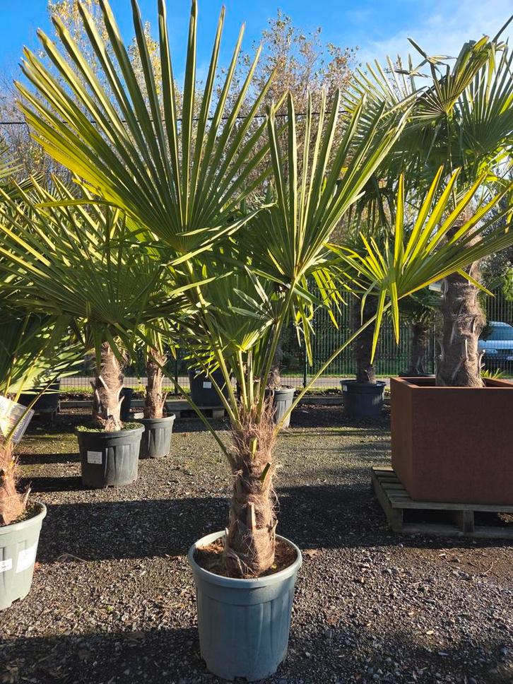 Palmboom Trachycarpus Fortunei - Winterhard, Tuin en Terras, Planten | Bomen, Palmboom, Ophalen