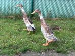 2 jonge loopeenden - woerd, Dieren en Toebehoren, Pluimvee, Mannelijk, Eend