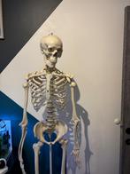 Anatomisch skelet, Diversen, Schoolbenodigdheden, Ophalen, Zo goed als nieuw
