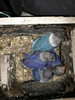 Jonge violette en blauwe agapornissen, Dieren en Toebehoren