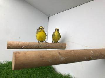 Mozambique sijs koppel, Plusieurs animaux, Oiseau tropical