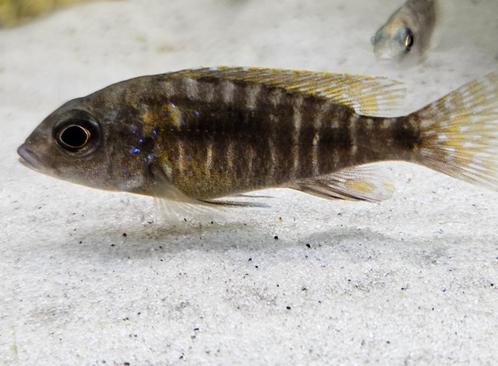 Aulonocara stuartgranti malawi cichliden hobbykweek, Dieren en Toebehoren, Vissen | Aquariumvissen, Zoetwatervis, Vis