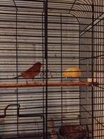 Koppel kanarie, Canari de couleur